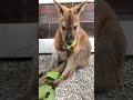 Wallaby Was Sitting And Eating