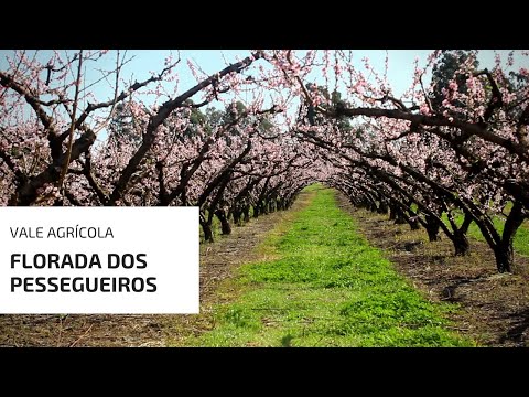 Vídeo: Pessegueiros Ornamentais - Os Pessegueiros Ornamentais Florescem Dá Frutos