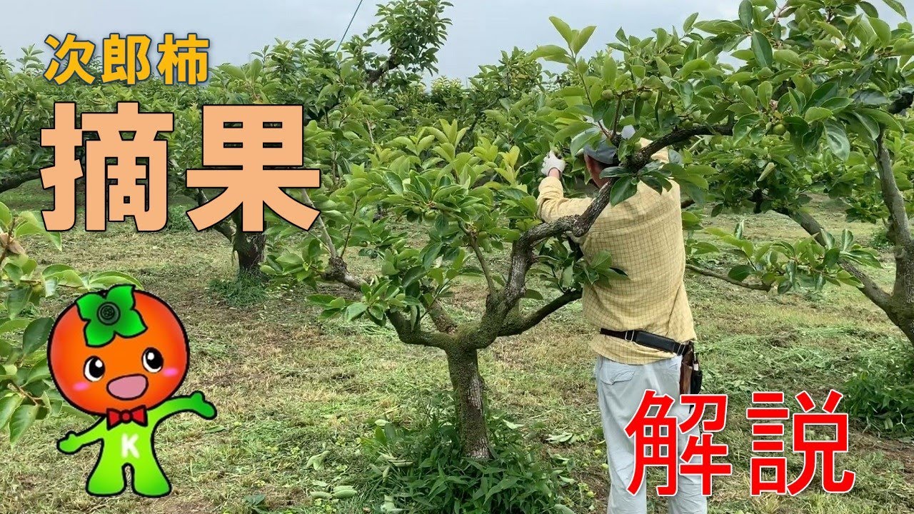 農業者向け 次郎柿の摘果方法について解説 Youtube