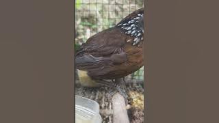 tepus lurik jumbo gacor 