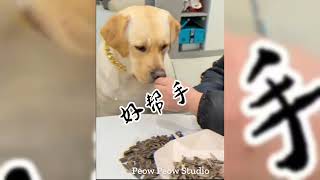 Funny cat and dog Studio🐈&🐕 - Best Funny Animal Videos 2024😁Part 4