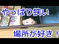 こんちゃん部屋んぽ【ハムスター/hamster】