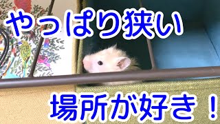 こんちゃん部屋んぽ【ハムスター/hamster】