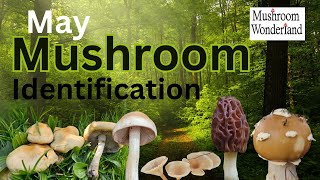 May Mushroom Identification and Foraging in Mushroom Wonderland