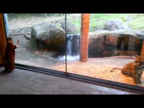 Boy in Tiger Costume Makes Tiger Friend