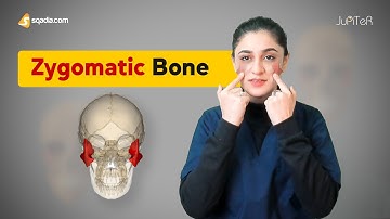 Zygomatic Bone | Cranial Osteology | Anatomy Lecture for Medical Students | V-Learning™