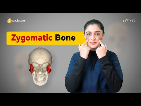 Zygomatic Bone | Cranial Osteology | Anatomy Lecture for Medical Students | V-Learning™