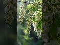 Gentle Rain Through Blooming Acacia Trees | Nature Sounds for Deep Sleep and Study#shorts