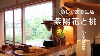 【シンプルな暮らし】小さな家でも心地よい過ごせる｜庭の紫陽花｜初桃でおうちカフェ｜食卓｜夕食｜食器｜美濃焼【小さな平屋】