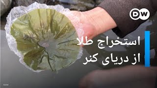 استخراج طلا از دریای کنر در شرق افغانستان