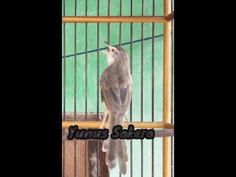 CIBLEK SAWAH GACOR NEMBAK PANJANG !