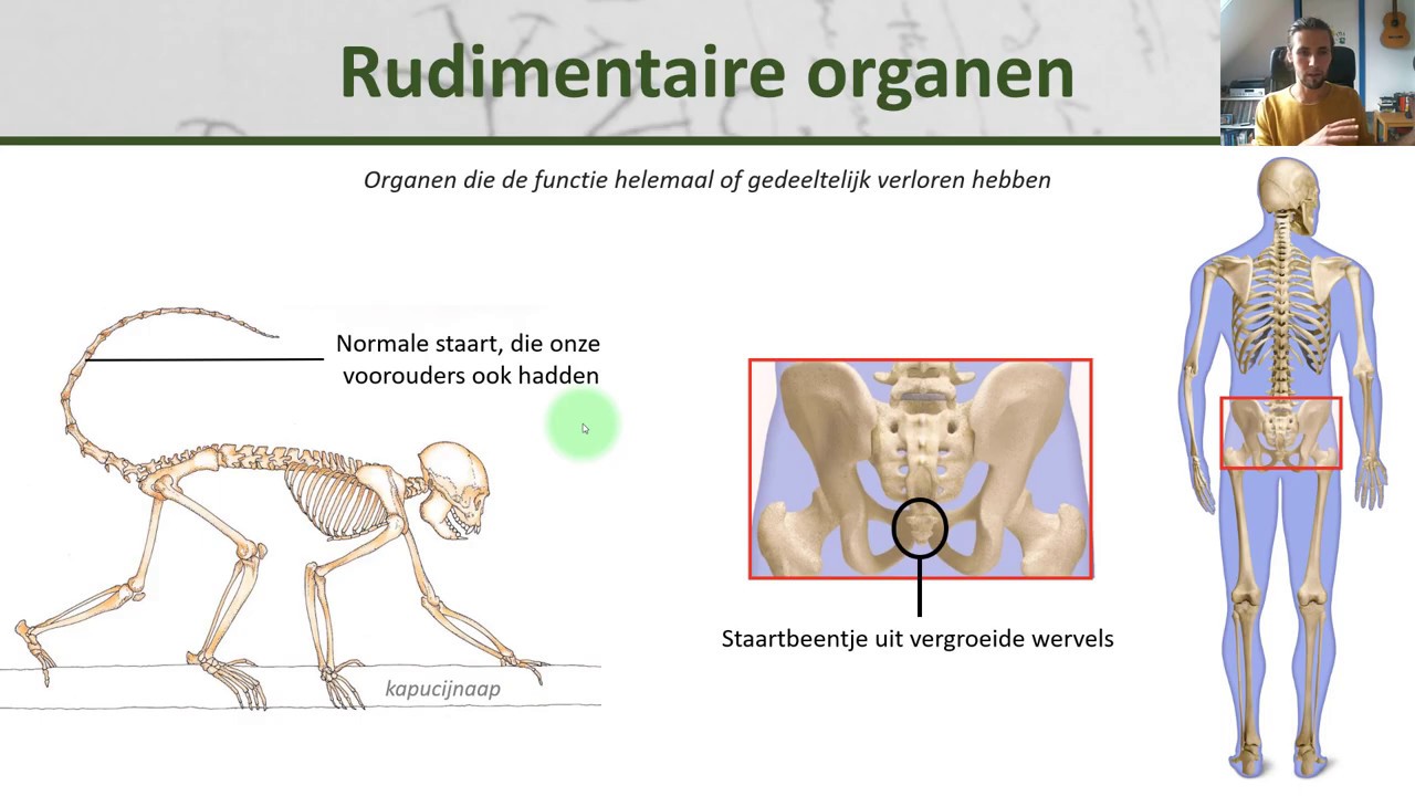 Bio - Sikkelcelziekte, rudimentaire organen en toekomstige evolutie bij ...