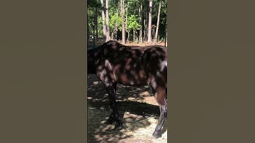 Thumbnail of Black mini pony Serina🐴 and mini mule Poly 🐴