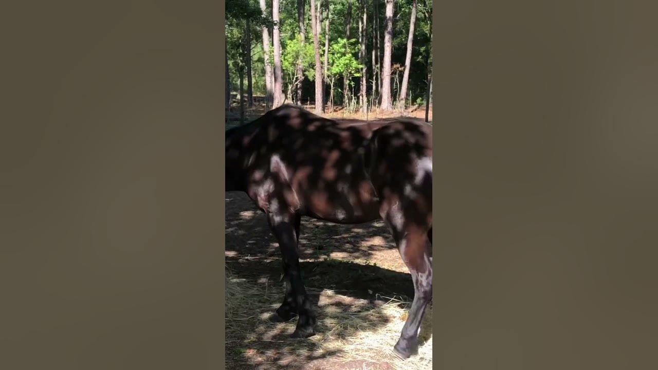 Black mini pony Serina🐴 and mini mule Poly 🐴