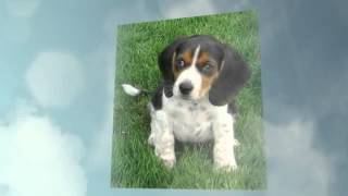 English Foxhound Temperament by Carmen Montes 130 views 9 years ago 46 seconds