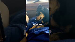 Puppy Brandy Loves Youtube thanks @YeppuniDari #cutepet #doglove #dog #collab