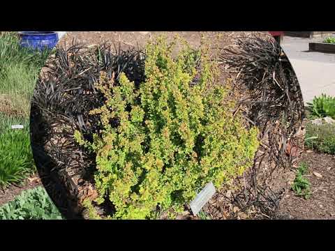 Video: Barberry 