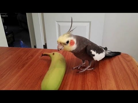Bird Sings If You're Happy and You Know It || ViralHog