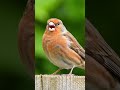 ✨ Beautiful House Finch Singing | Relaxing Bird Sounds in Nature 🎶🐦 #birds #birdslovers #finches