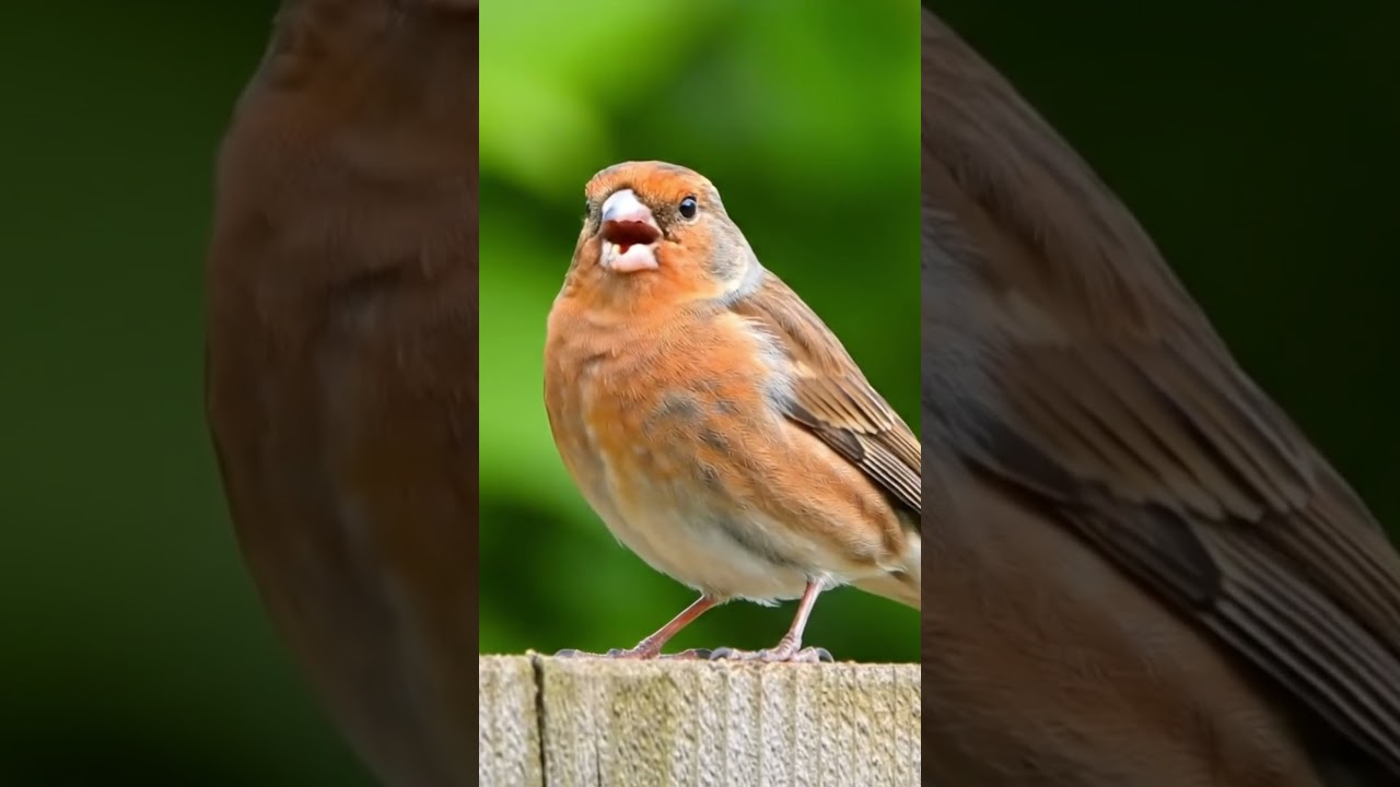 Watch ✨ Beautiful House Finch Singing | Relaxing Bird Sounds in Nature 🎶🐦 #birds #birdslovers #finches on YouTube Watch ✨ Beautiful House Finch Singing | Relaxing Bird Sounds in Nature 🎶🐦 #birds #birdslovers #finches on YouTube