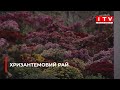 На Острожчині сімʼя створила хризантемовий рай | ITV media group