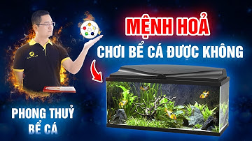 210 - Người Mệnh Hoả có chơi được Bể cá hay không, PHONG THUỶ BỂ CÁ I Thầy Tuấn Phong Thuỷ