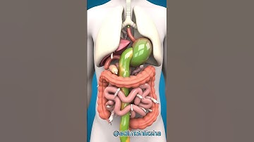 Worms in Your Intestines! | 3D Human Digestion Animation#3danimation #shortvideo