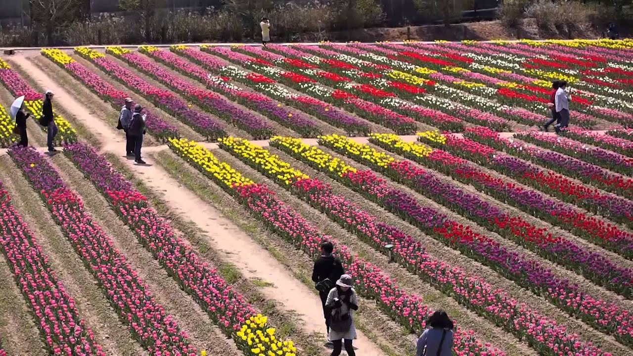 世羅高原チューリップ祭22の見頃と開花 イベントや屋台は 入園料は 季節お役立ち情報局