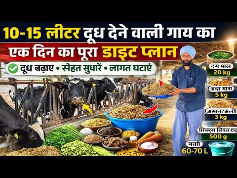 What should a cow that produces 10 to 15 liters of milk be fed? Diet plan for a HF cow, feeding m...