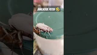 Jangkrik Putih  viral short youtubeshorts hewan binatang viralindonesia viral