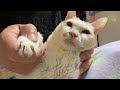 実はロロ爪が伸びていません