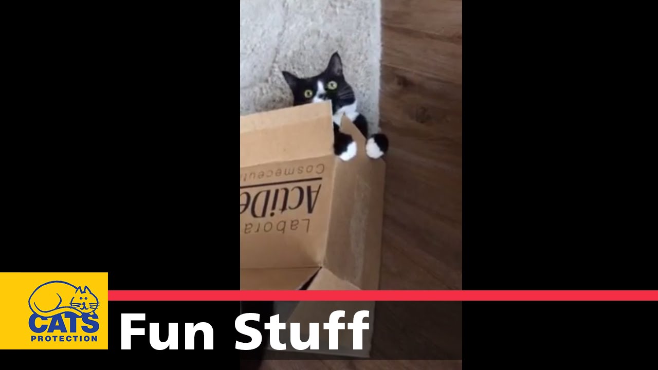 Cat in a Box - YouTube