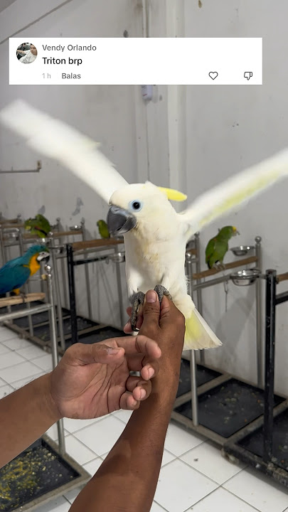 Harga Kakatua triton dari penangkaran #parrot #kakatua #cockatoo