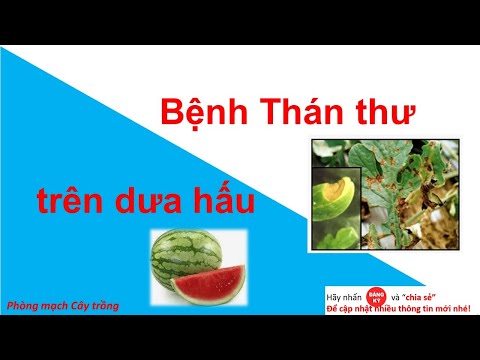 Video: Trị Bệnh Thán Thư Dưa Hấu - Cách Quản Lý Bệnh Thán Thư Trên Dưa Hấu