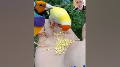 سورة الفجر...... برواية السوسي عن أبي عمرو