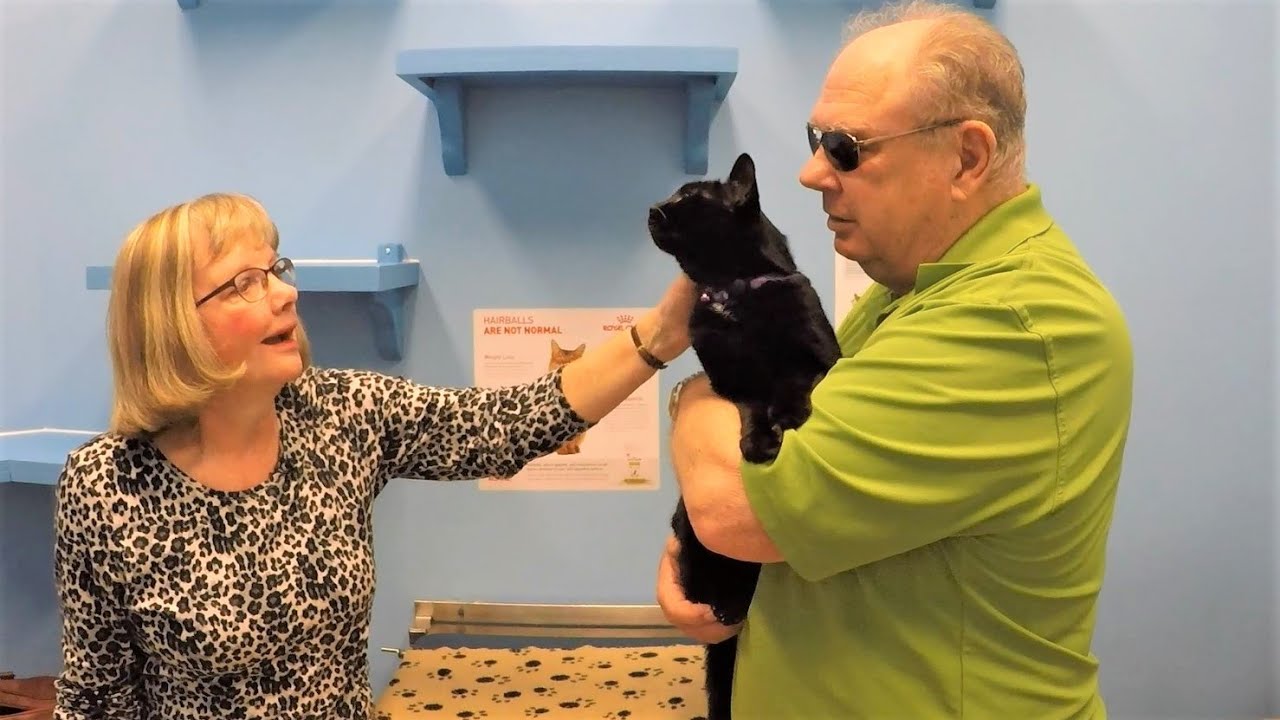 inspiring videos on resilience Hero veteran police officer's emotional reunion with lost cat