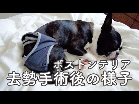 【ボストンテリア】去勢手術後の様子