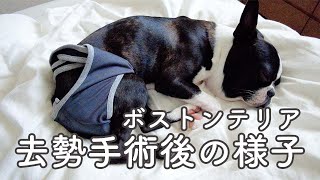 【ボストンテリア】去勢手術後の様子