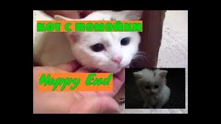 Кот с помойки Happy End by Всё Подряд 4,598 views 6 years ago 1 minute, 31 seconds