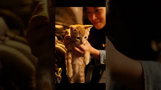 Cat Cuteness Overload Prepare For Instant Smiles