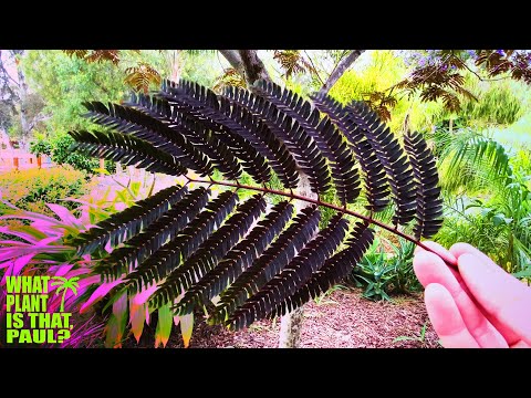 Video: Albizia Silk Trees - Informasjon om hvordan man dyrker et silketre