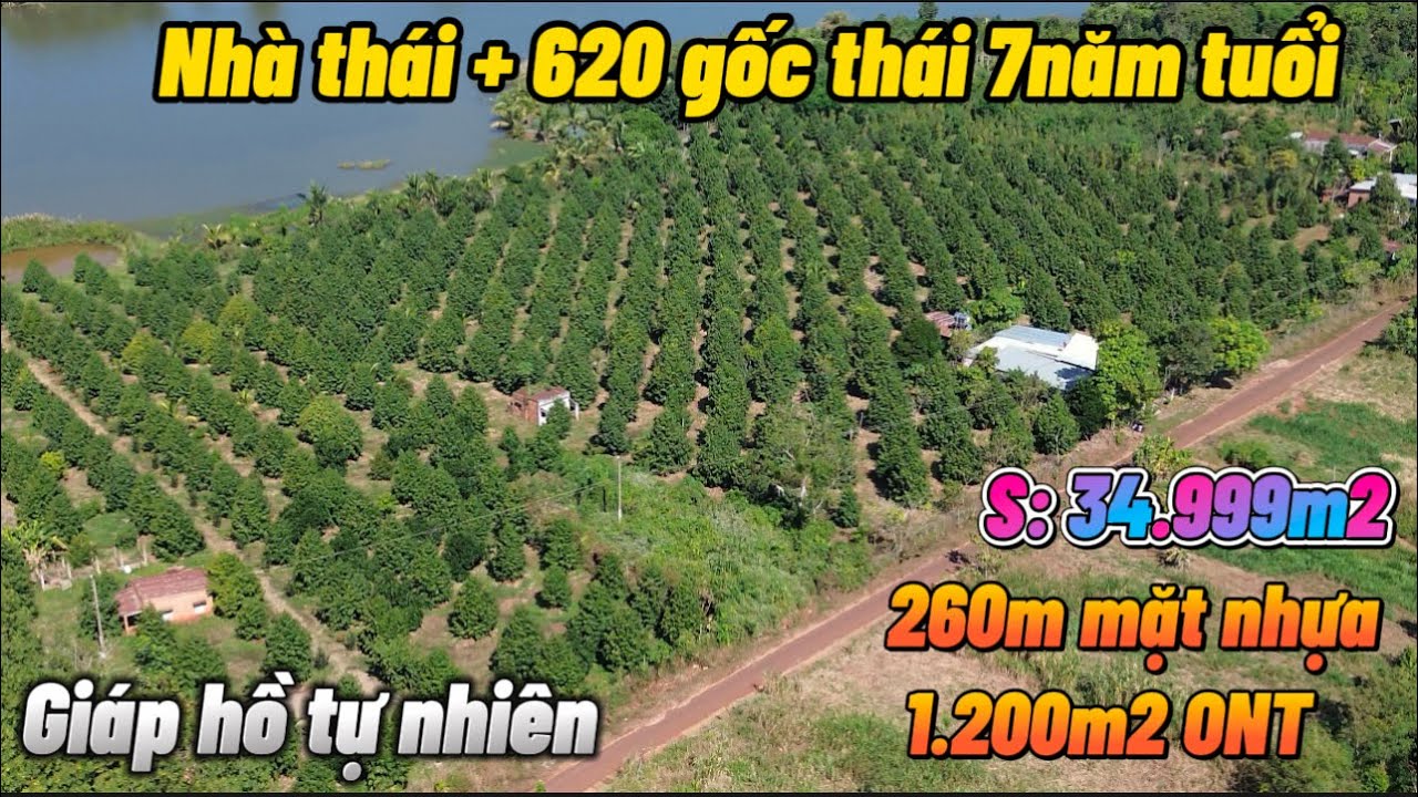 Vườn sầu thái đẳng cấp nhất xã, thu hoạch hàng 100tấn, mỗi năm lợi nhuận 5tỷ nhưng chỉ bán 7tỷ150