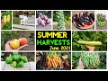 Incredible Summer Harvests. Backyard Homestead, Gardening Tips & Tricks!