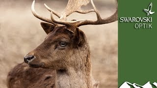 A Year in the Life of Fallow Deer, part 1
