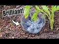 Top 10 free vegetable gardening hacks