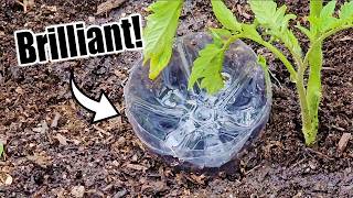 Top 10 Free Vegetable Gardening Hacks by Next Level Gardening 433,020 views 2 months ago 5 minutes, 25 seconds