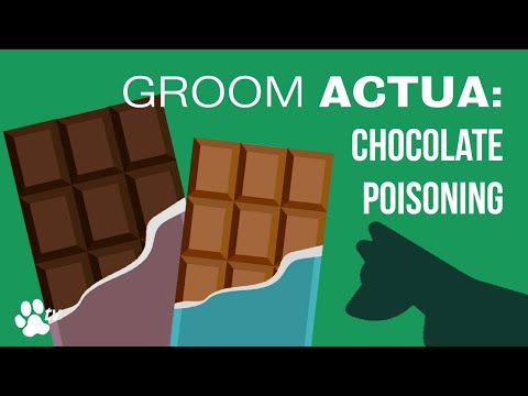 Video: Chocoladevergiftiging Bij Katten