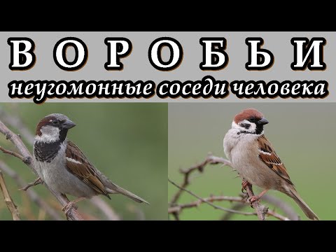 ВОРОБЬИ - Неугомонные соседи человека