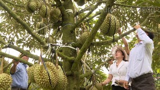 Earn hundreds of thousands of USD from durian trees | agricultural knowledge