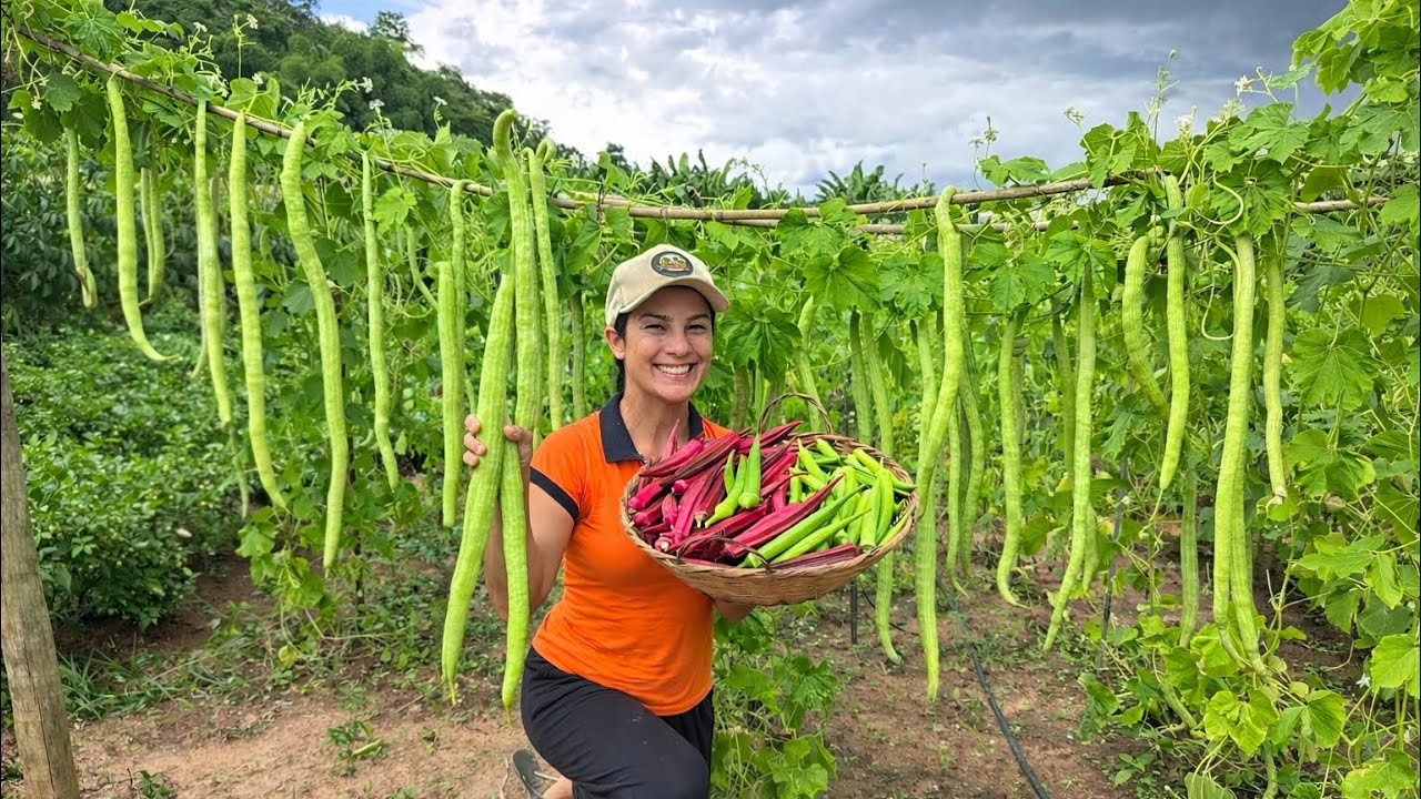 Como cultivar e preparar quiabo de metro e outras espécies